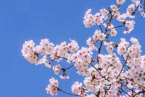 桜の花の画像