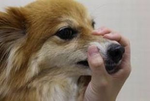 犬の歯磨きの画像2