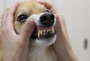 犬の歯磨きの画像3