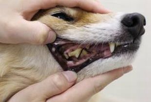 犬の歯磨きの画像4