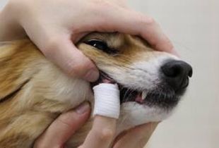 犬の歯磨きの画像6