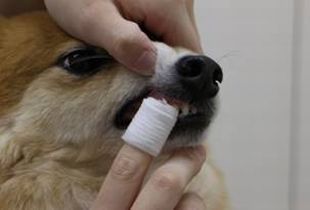 犬の歯磨きの画像5