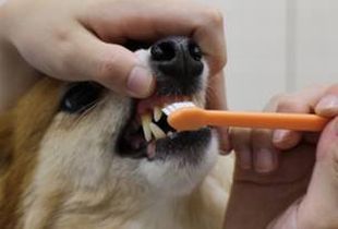 犬の歯磨きの画像7