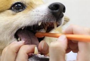 犬の歯磨きの画像1