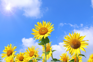 ひまわりの花の画像