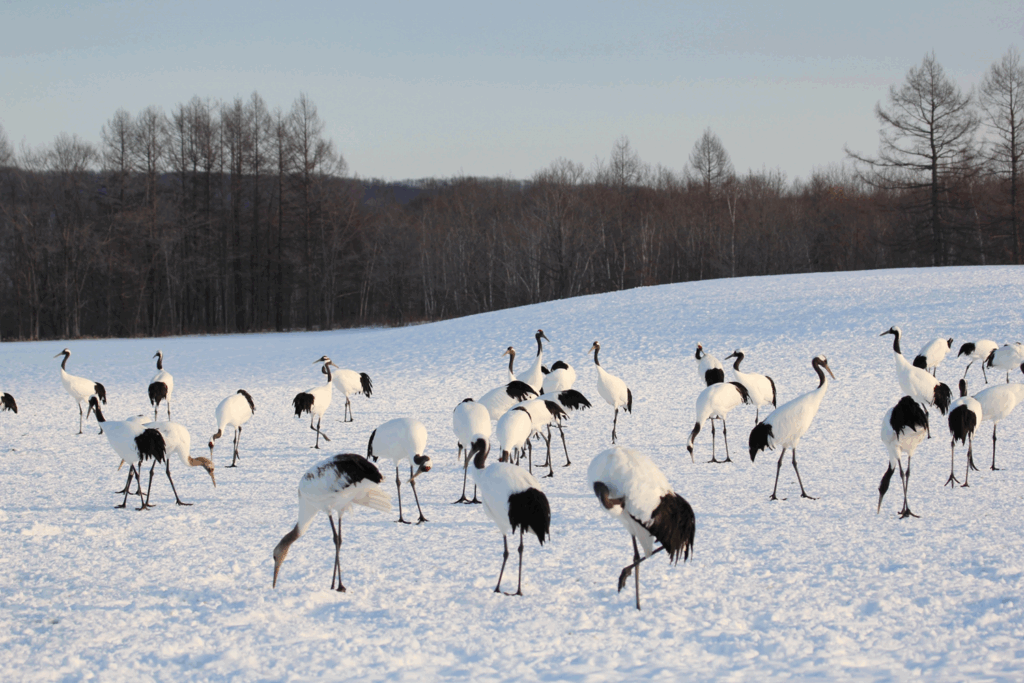 雪原の鶴の群れの画像