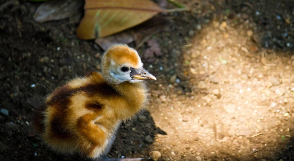 鳥のヒナの画像